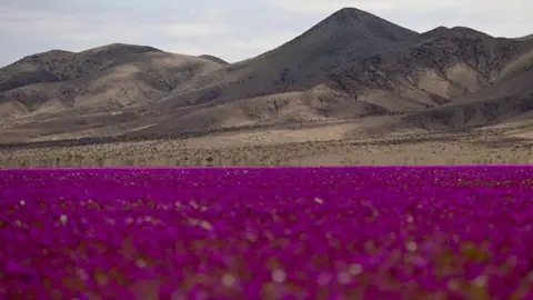 The Colorful Transformation of Chile's Atacama Desert