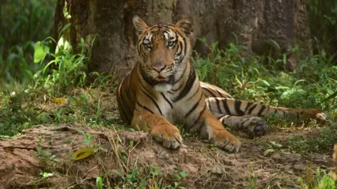 International Trafficker of Tiger Parts Arrested in India