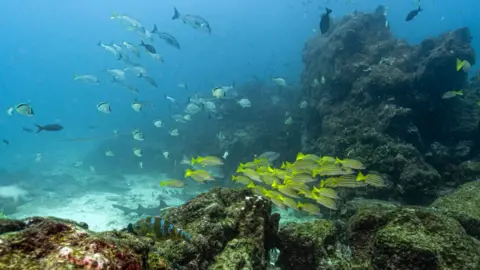 New Oceans Treaty Set to Change the Game for Marine Life