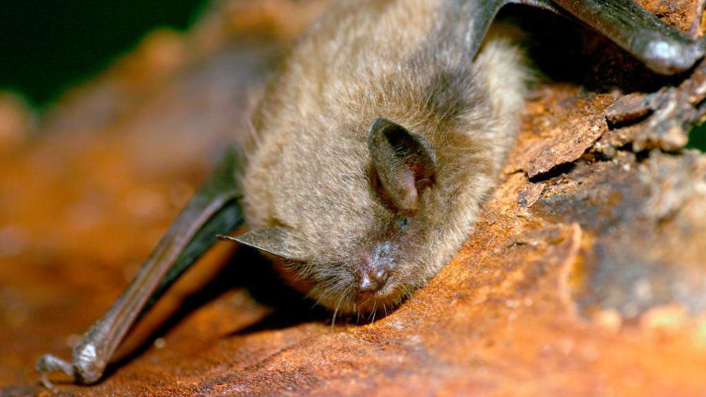 Canadian Kid Dies After Bat Comes to Face – The Rabies Story