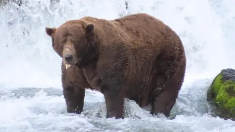 Chunk the Brave Bear Triumphs in Fat Bear Week 2025!
