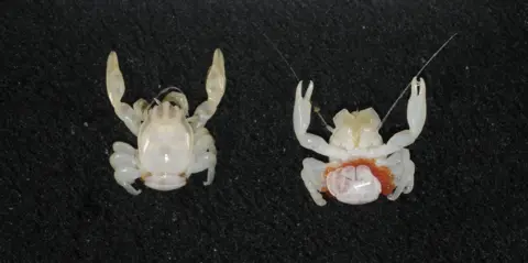 Meet Australia’s Newest Ocean Dwellers: Almond-Sized Crab and Tiny Lantern Shark!