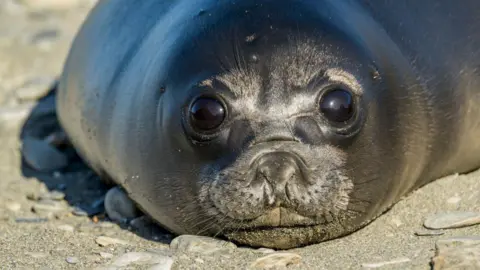 Bird Flu Outbreak Kills 75% of Seal Pups on Remote Aussie Island