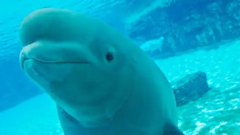 Tragic Choices: 30 Beluga Whales at Risk in Canada