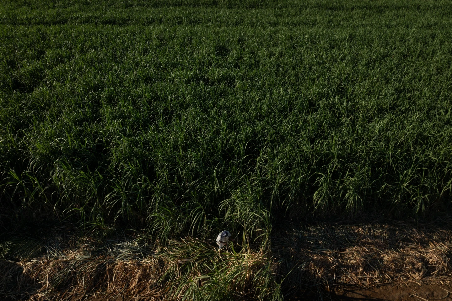 Farmworkers Battling Heat Stress in California