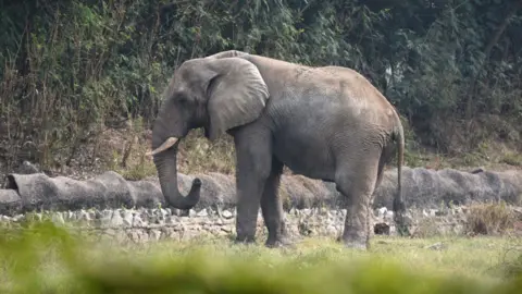 The Heartbreaking Story of Shankar: Delhi's Only African Elephant