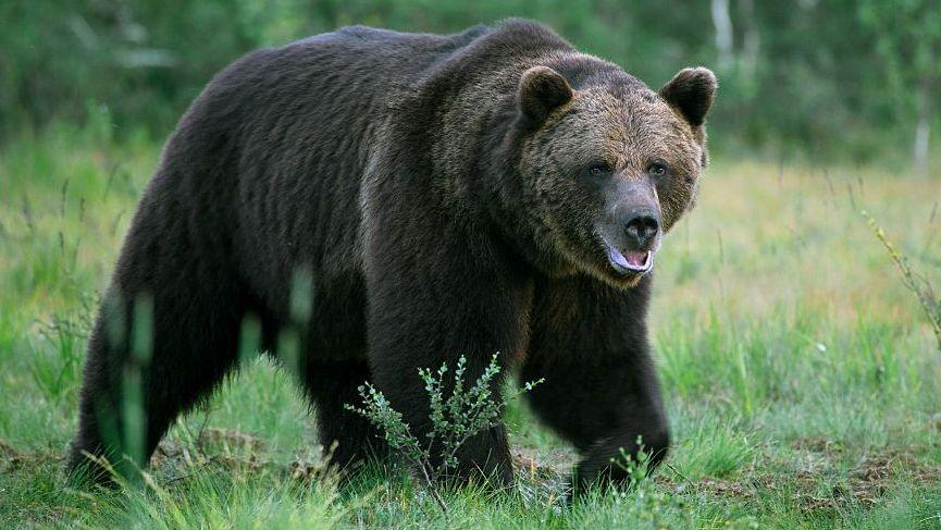Bear Attack Near Ulaanbaatar Leaves One Dead, One Critically Injured