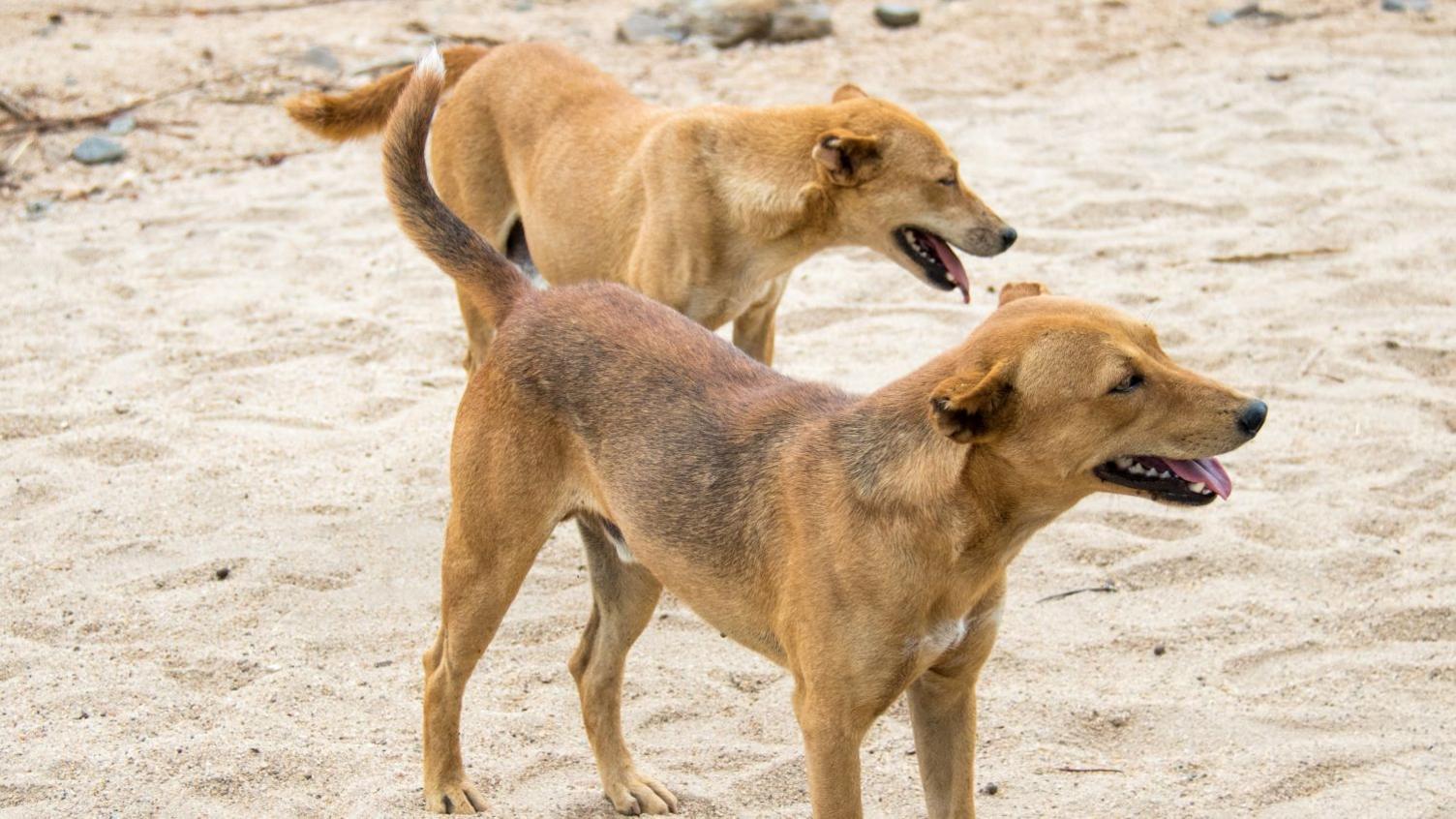 Mass Dog Slaughters in Ethiopia Spark Shock After Rabies Deaths