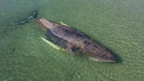 Tragic Outcome for Rescued Whale: Found Dead Near Danish Island