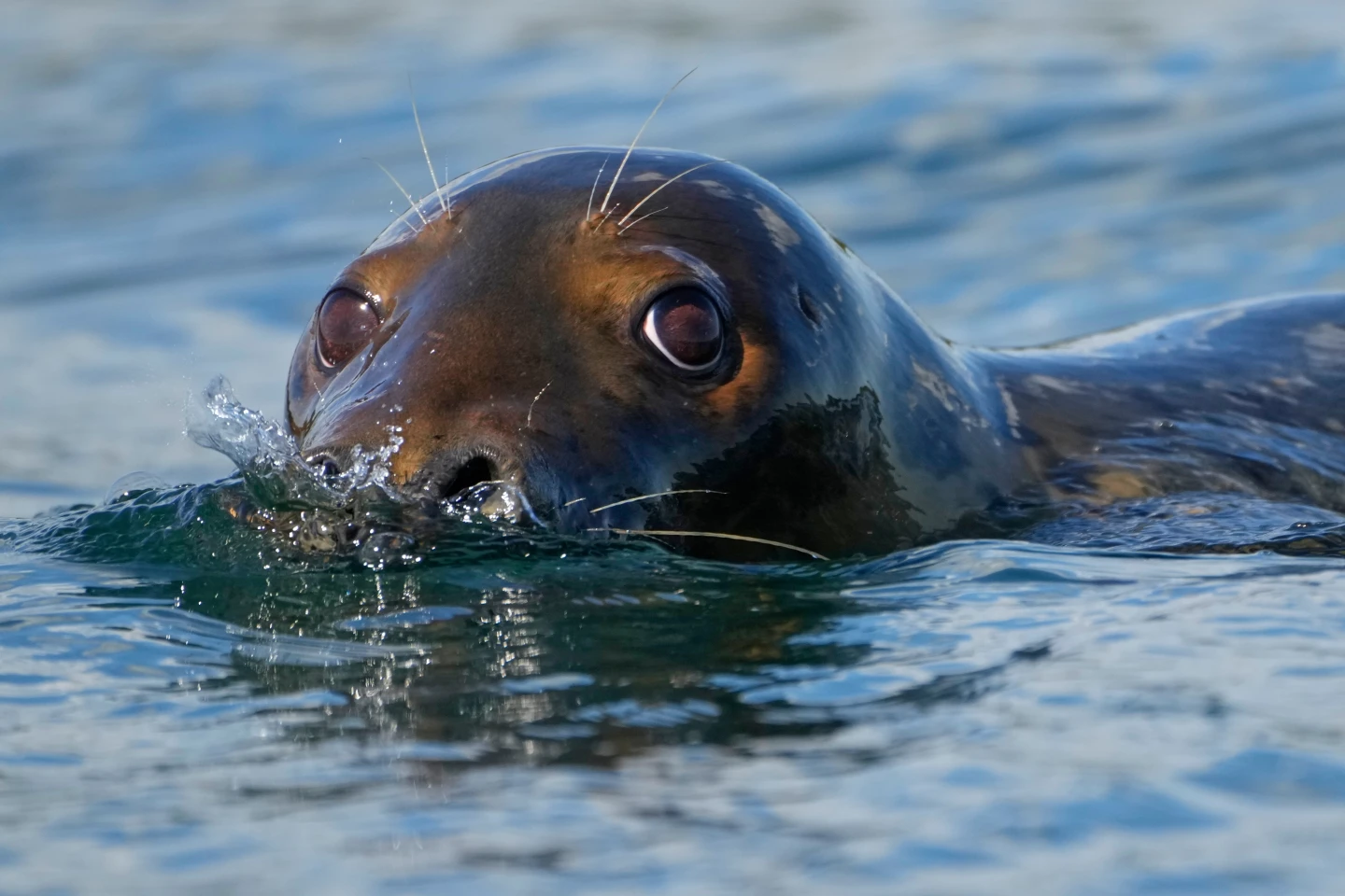 Republicans Target Marine Mammal Protection Act
