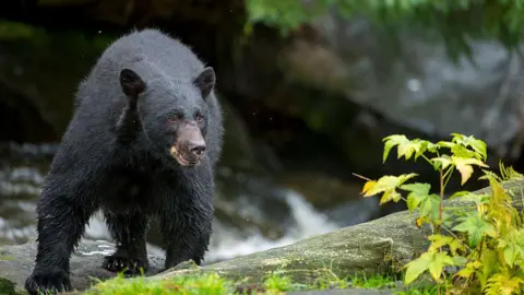 Tragic Bear Attack Claims Life in Arkansas