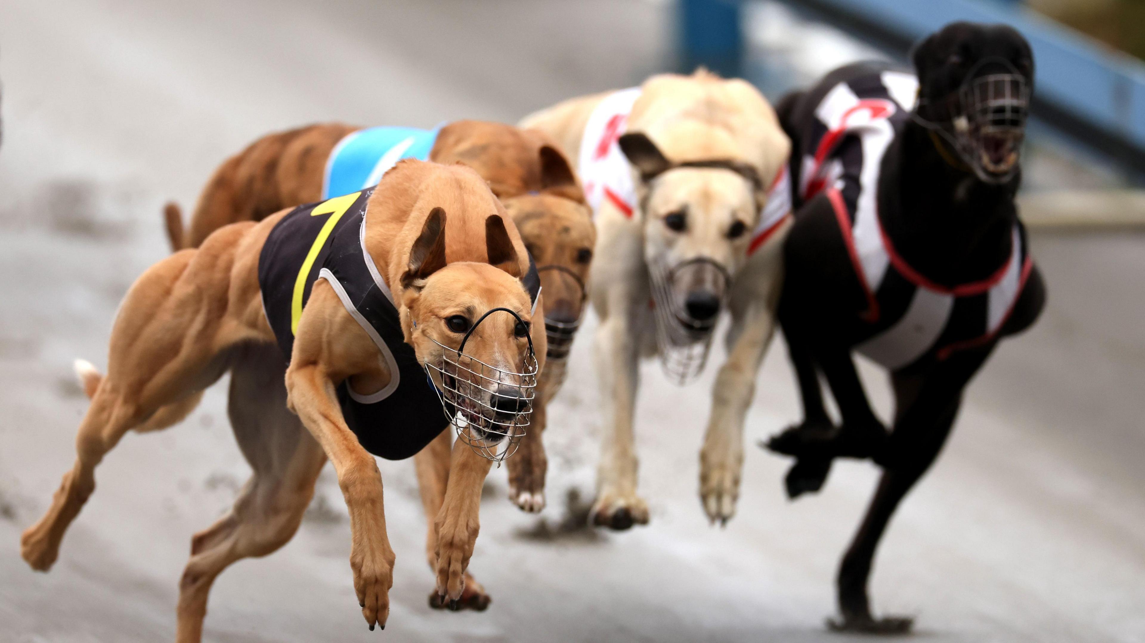 Greyhounds Dash to Australia as New Zealand Bans Racing