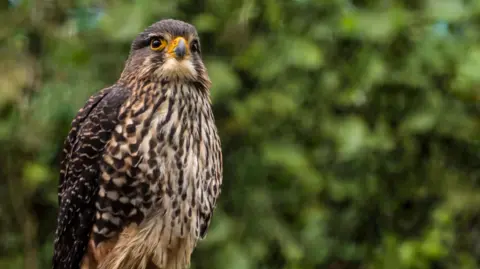 Kārearea Takes the Crown: Falcon Named Bird of the Year in New Zealand!