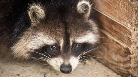 Raccoons: The Next Trendy Pet in America?