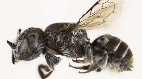Meet the 'Lucifer' Bee: A New Species with Tiny Horns Discovered in Australia