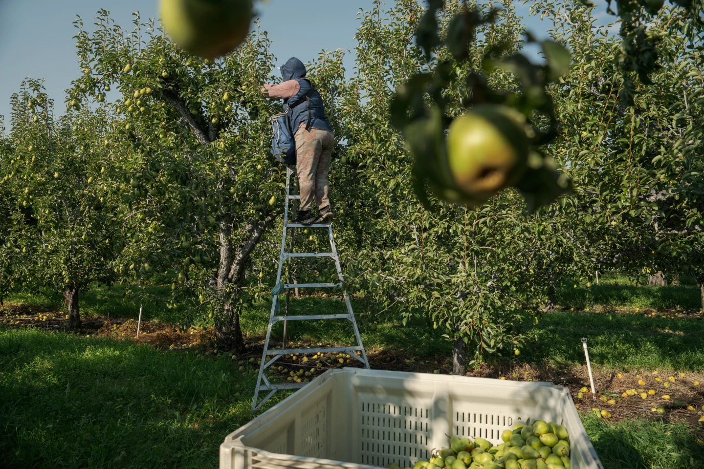 Climate Change and Pregnant Farmworkers: An Unseen Crisis