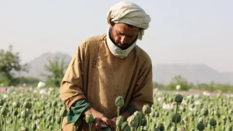 Afghan Opium Production Hits New Low After Taliban's Ban
