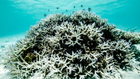 Hope for the Great Barrier Reef: Recovery Possible if We Act