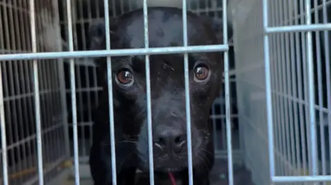 How a Simple Mistake Exposed a Major Dog Fighting Network in Europe