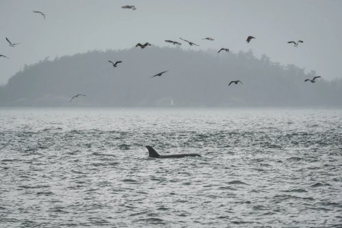 Innovative Tech for the Orcas: Fiber-Optic Cables as Underwater Eavesdroppers