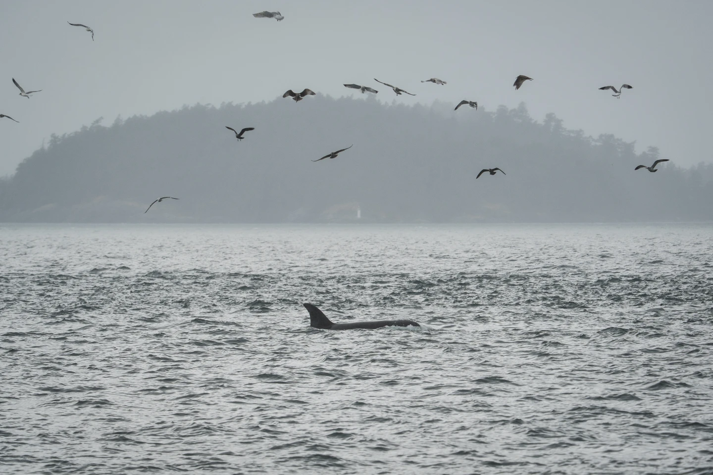 Innovative Tech for the Orcas: Fiber-Optic Cables as Underwater Eavesdroppers
