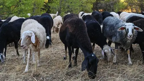Greece Faces Feta Cheese Crisis as Sheep and Goat Cull Escalates
