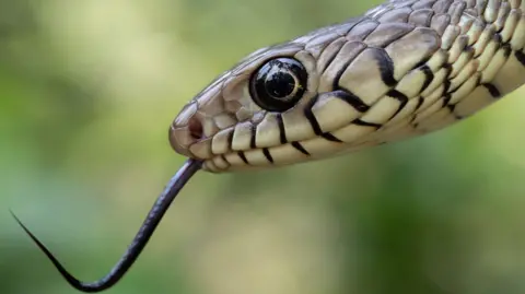 The Snakebite Crisis in India: A Hidden Epidemic
