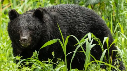Freaky Bears: Japan's Record High Fatalities from Bear Attacks