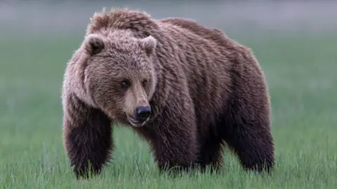 Grizzly Bear Rampage: School Group Attacked in Canada