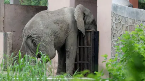 The Lonely Elephant of Delhi: A Tragic End