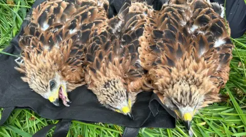 Red Kites Rise Again: UK Chicks Help Revive Spanish Population