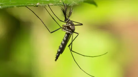 First Mosquitoes Spotted in Iceland: A Climate Change Surprise!