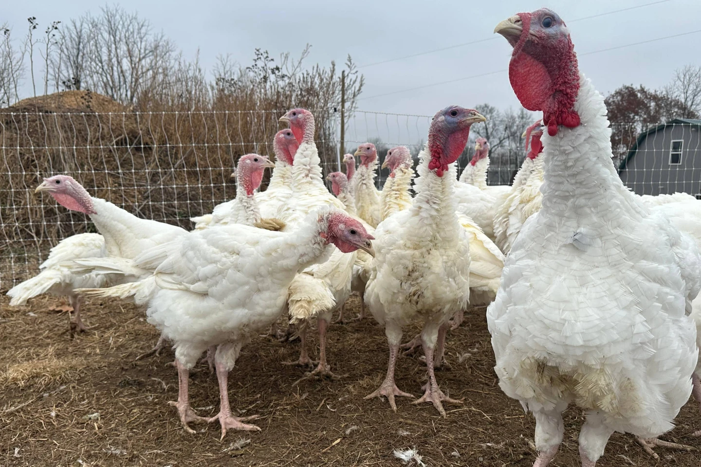 Turkey Tango: The Thriving Farm Amidst Holiday Price Hikes