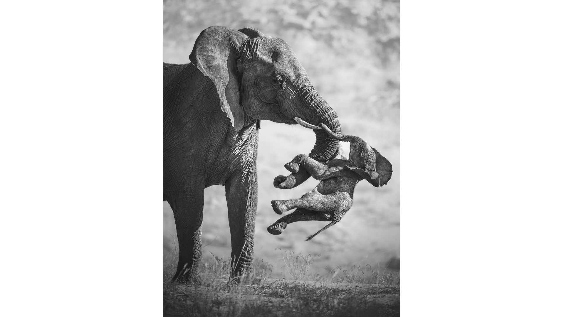 Elephant Emotions: The Winning Moment of Wildlife Photographer of the Year 2026