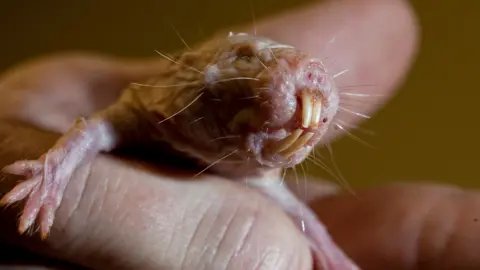 Unlocking Longevity: Naked Mole Rats and the Secret to Living Longer