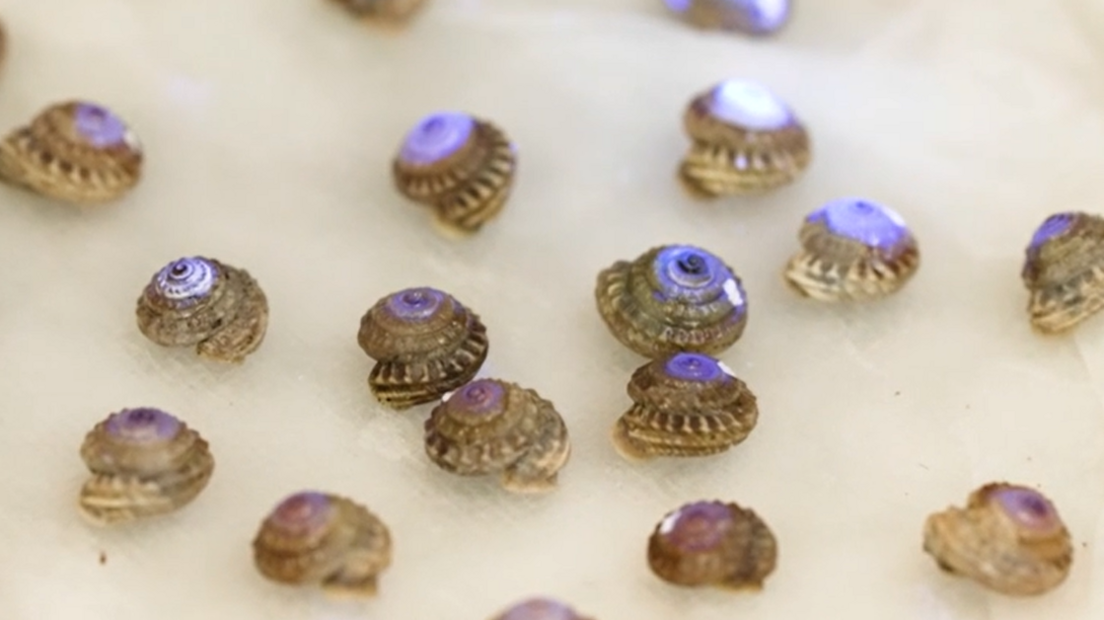 Tiny Snail Rescue Mission: Zoo Teams Re‑introduce 300 Near‑Extinct Creatures to Bugio Island