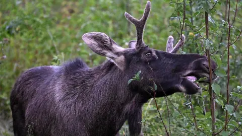 Emil the Elk's Epic Journey Ends with Capture in Austria