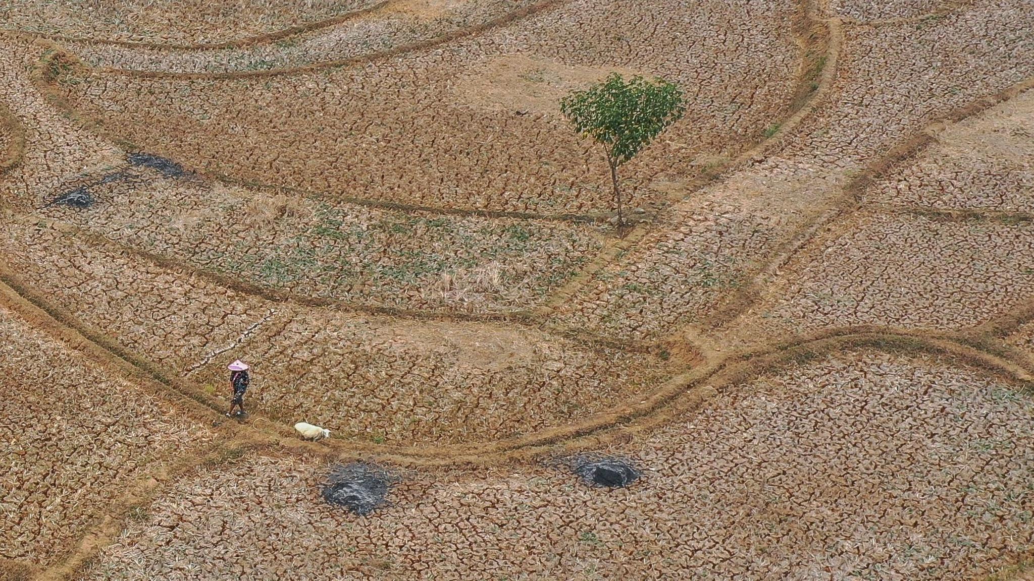 Shepherd herding sheep on a dry field in Indonesia