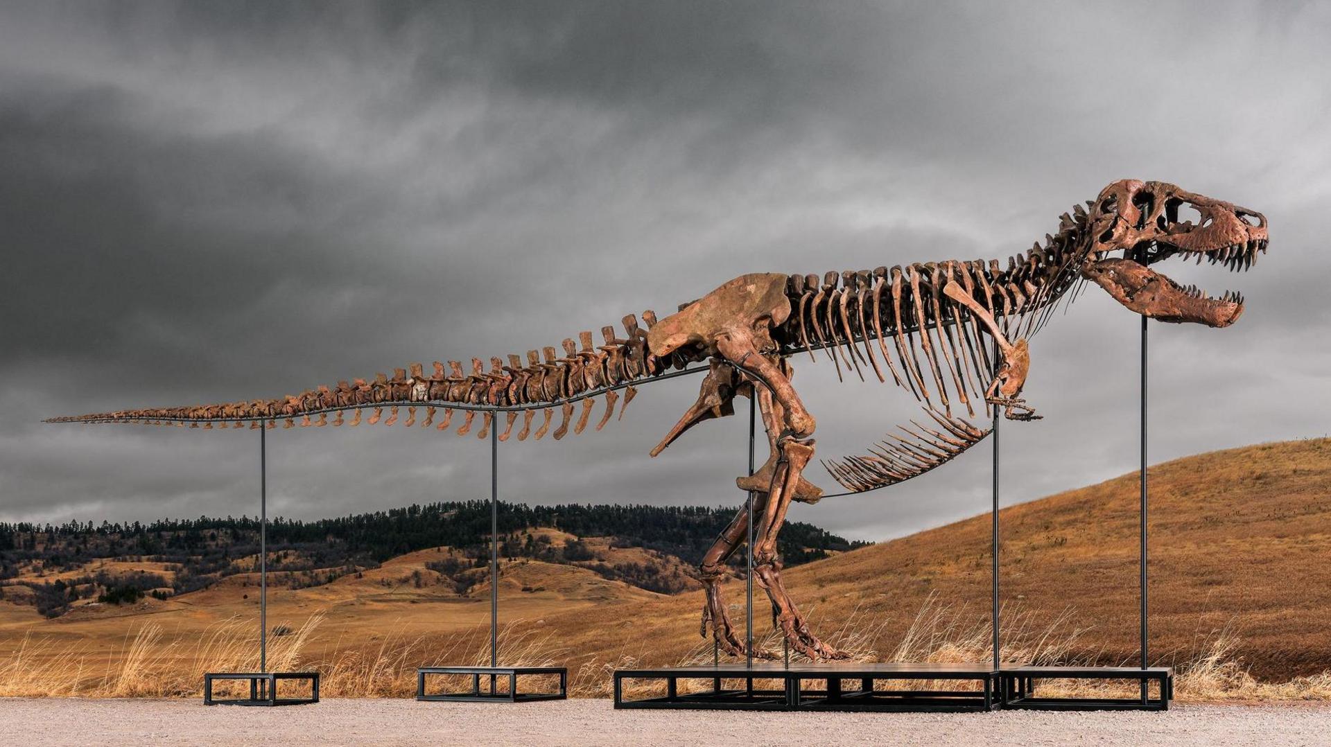 Record-Breaking T. rex Becomes the Most Expensive Dinosaur Ever