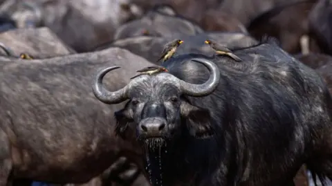 Tragic Buffalo Stampede: 80 Lives Lost in Namibia