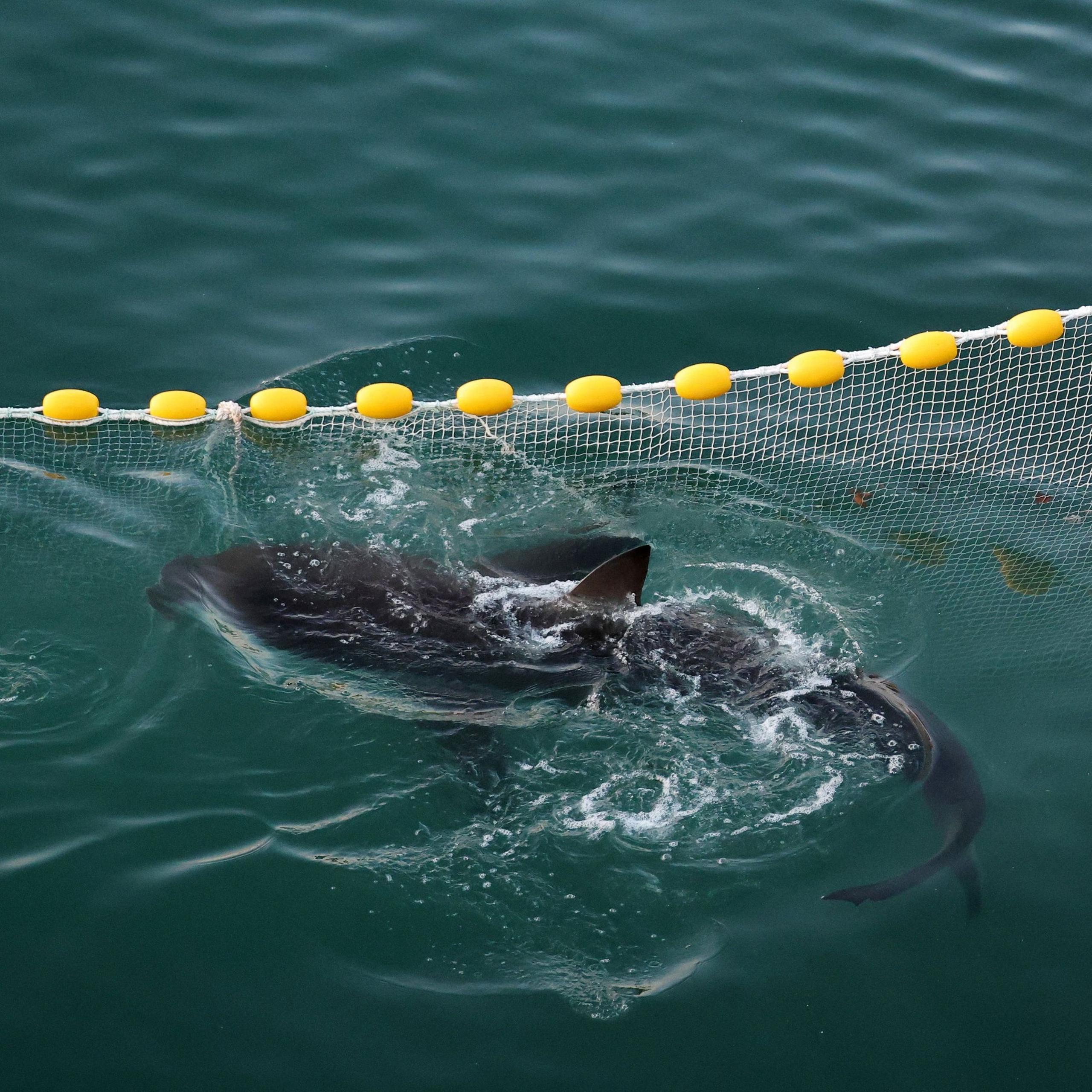 Shark Buzz: How Busan Rallied Around a Stranded Shark