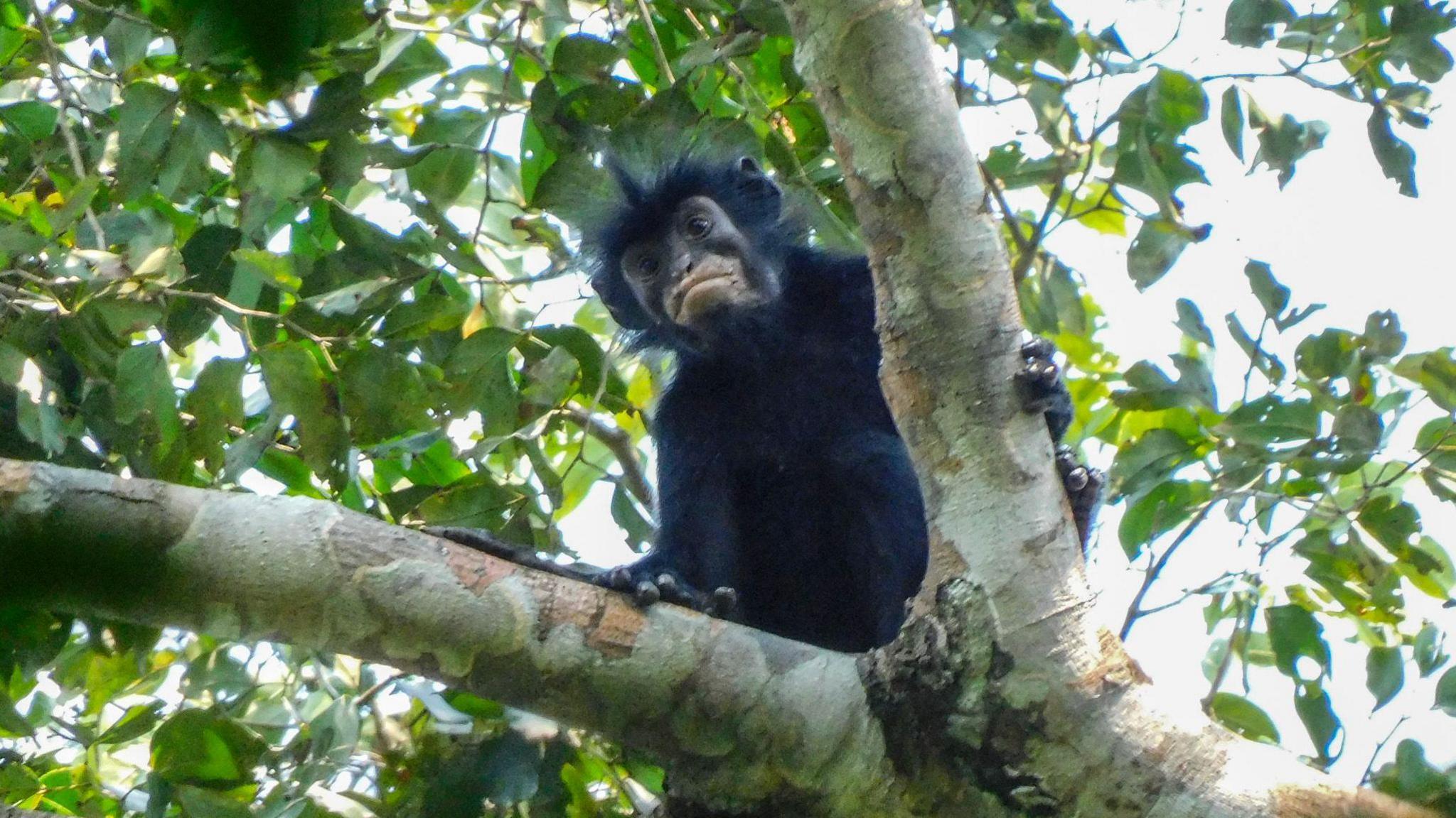 Meet the Orange‑Lipped Monkey Hidden in Congo’s Jungle