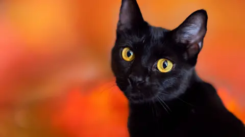 Terrassa Bans Black Cat Adoptions for Halloween Safety