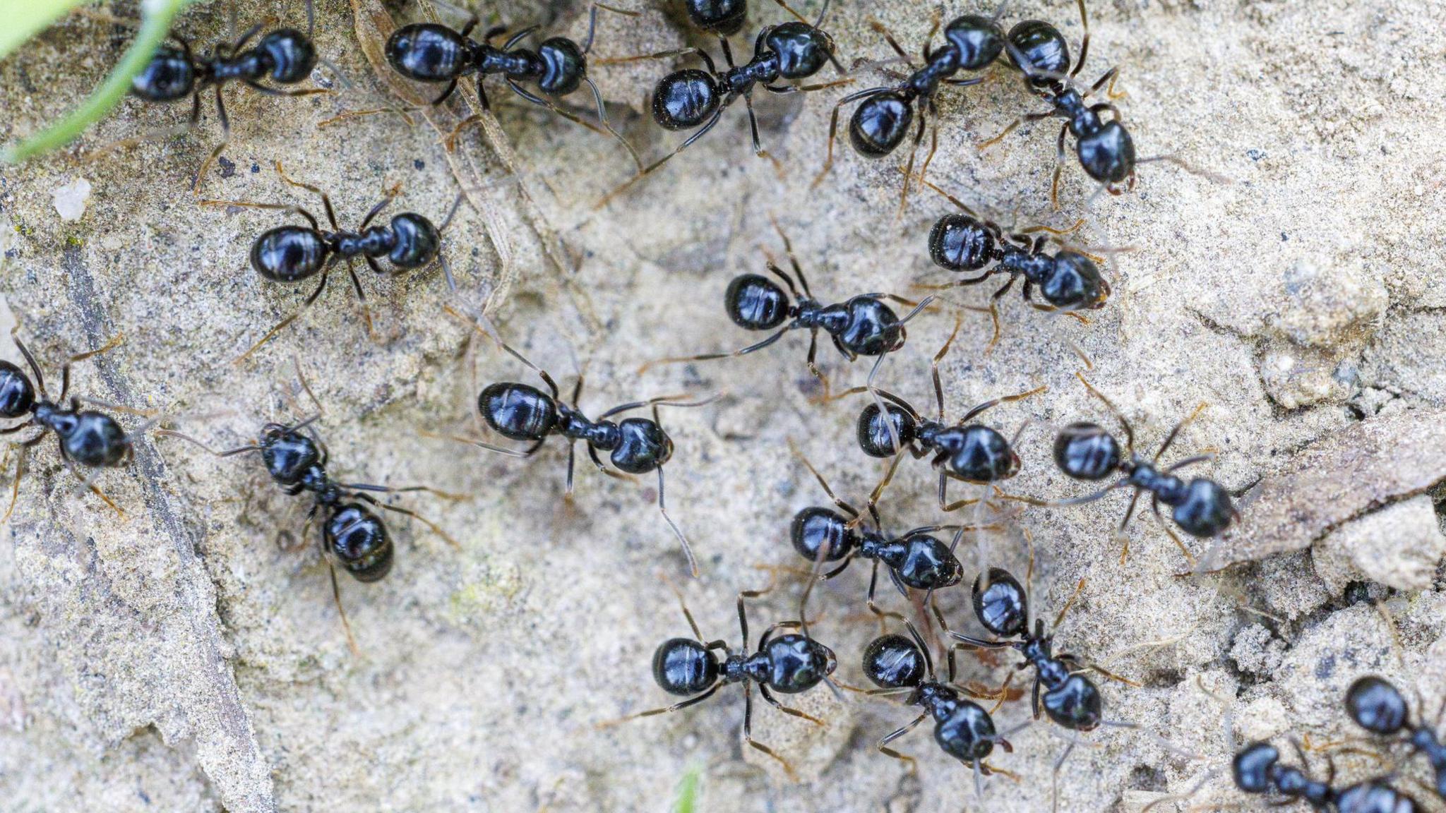 Dining Out of Bounds: Michelin Chef Faces Jail for Ant Garnish
