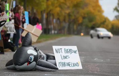 30 Beluga Whales at Risk: Can They Be Rescued from Marineland?