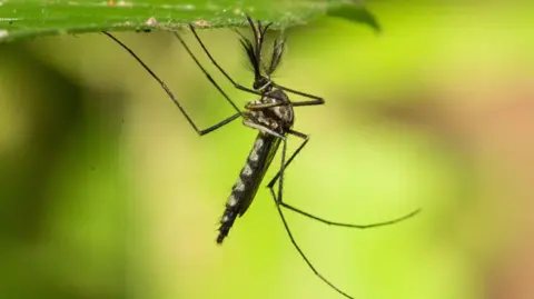 Iceland Welcomes Its First Mosquitoes After Record Heat Wave