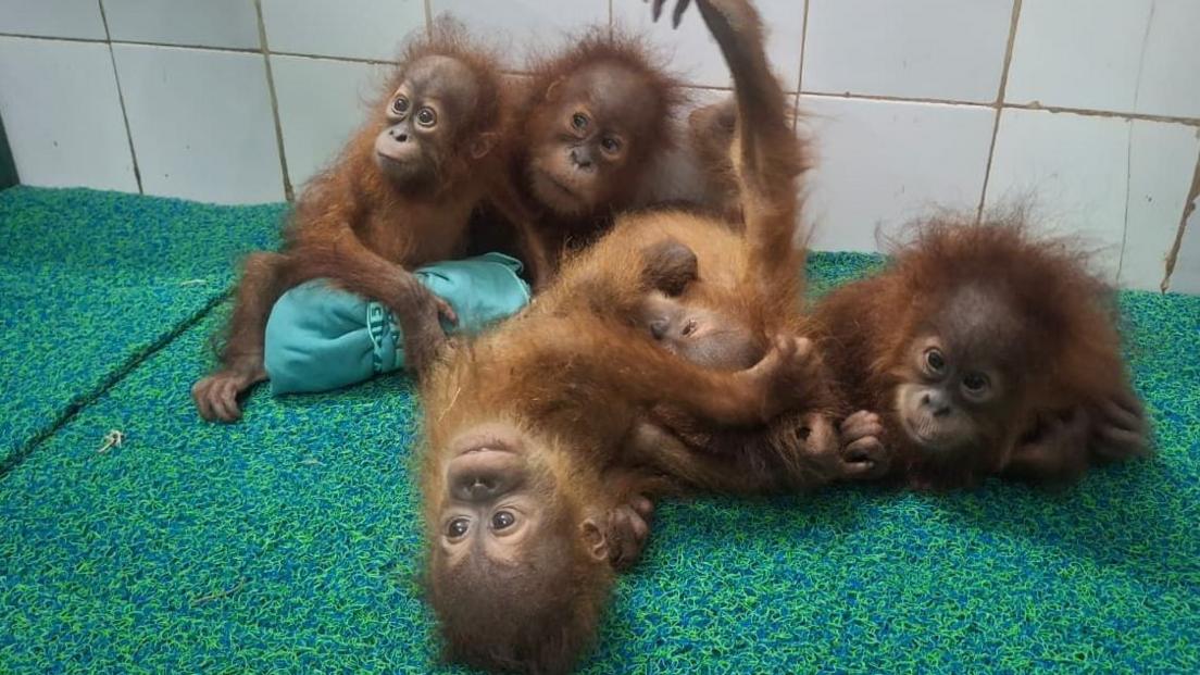 Surprise! Baby Orangutans Appear in Indian Forest—A Mystery Unfolds