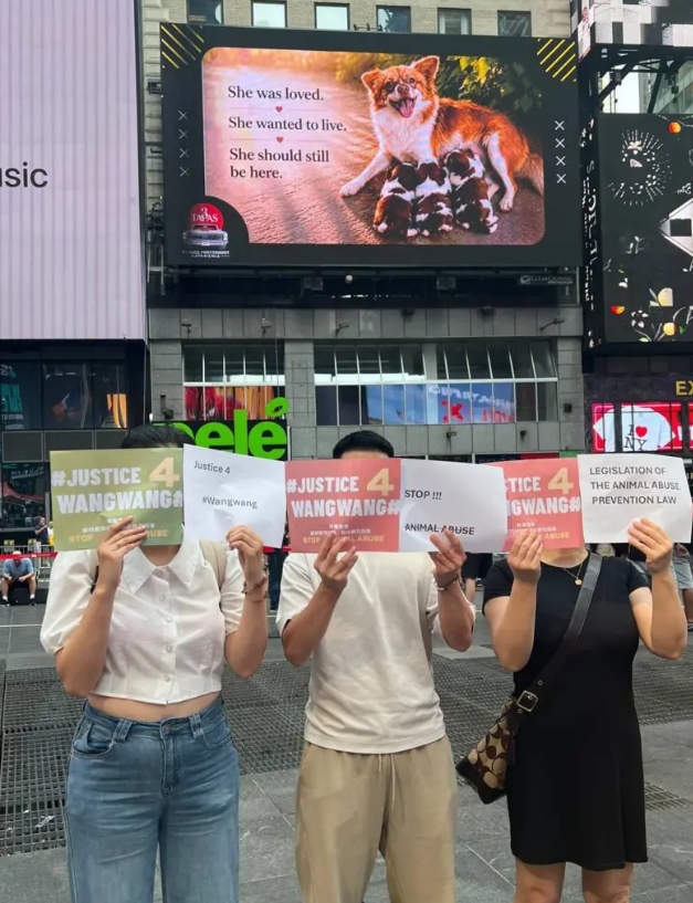 China’s Animal Lovers Go Global: Times Square Billboards, Youth‑Led Activism and a Call for Justice