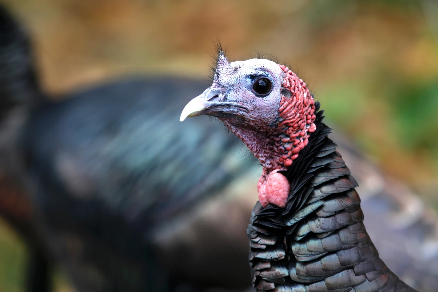 Wild Turkey Revival: From Exchange Markets to Ecosystem Champions