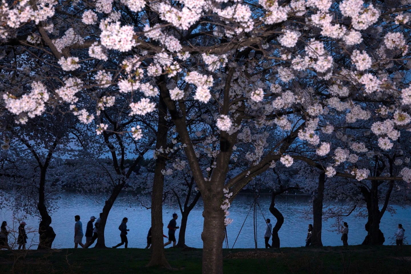 Cherry Blossoms Bloom in Washington: Time to Celebrate Spring!